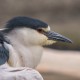 Кваква — Nycticorax nycticorax