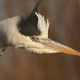 Серая цапля — Ardea cinerea