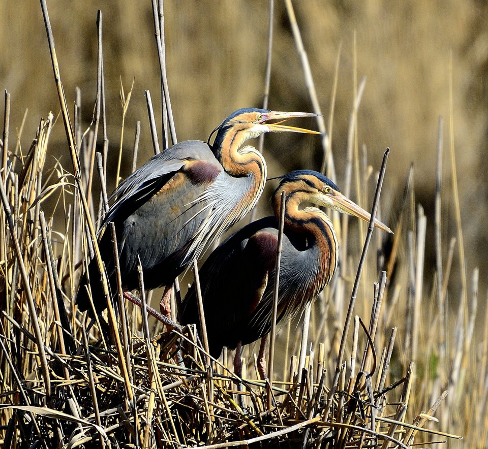 Рыжая цапля — Ardea purpurea