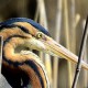 Рыжая цапля — Ardea purpurea
