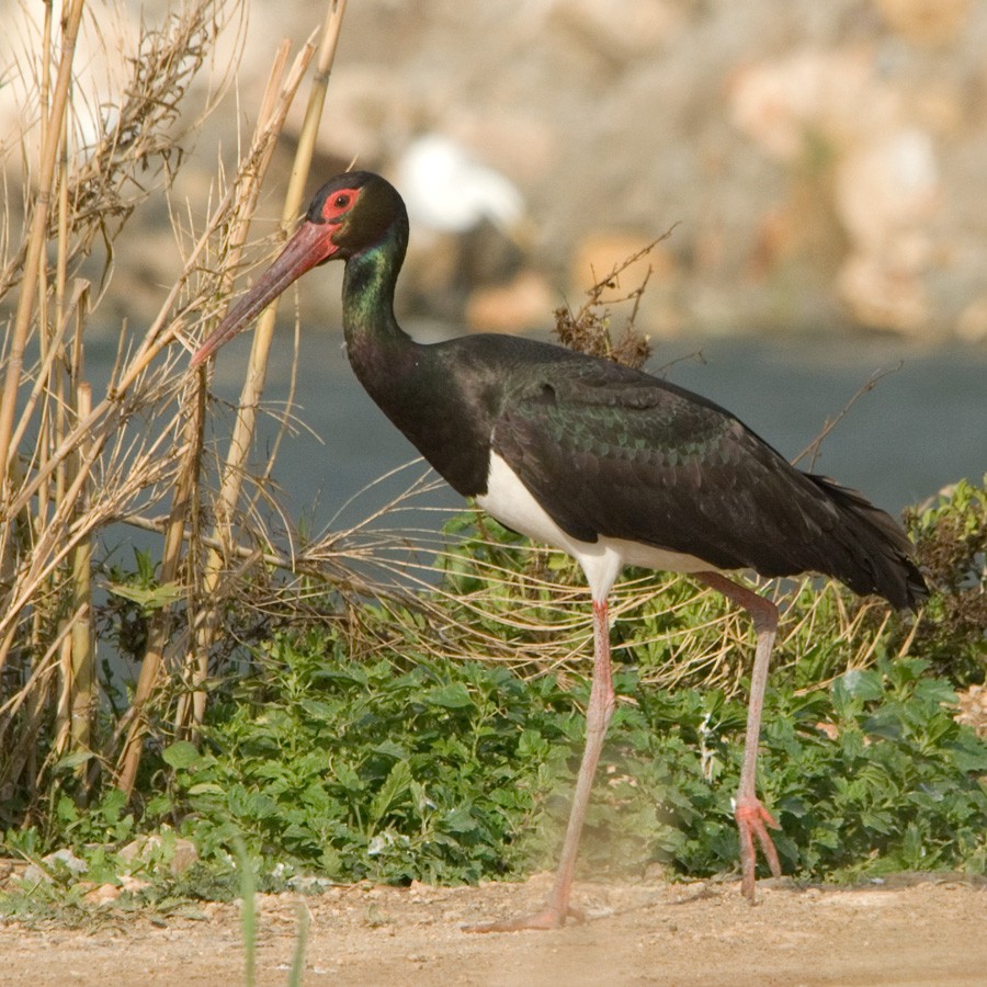 Чёрный аист — Ciconia nigra