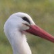 Белый аист — Ciconia ciconia