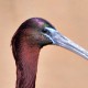 Каравайка — Plegadis falcinellus