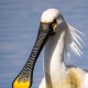 Колпица — Platalea leucorodia