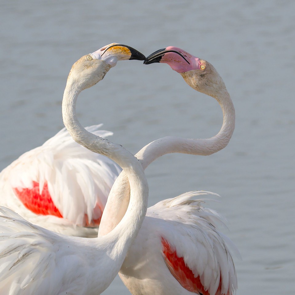 Розовый фламинго — Phoenicopterus roseus