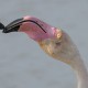Розовый фламинго — Phoenicopterus roseus