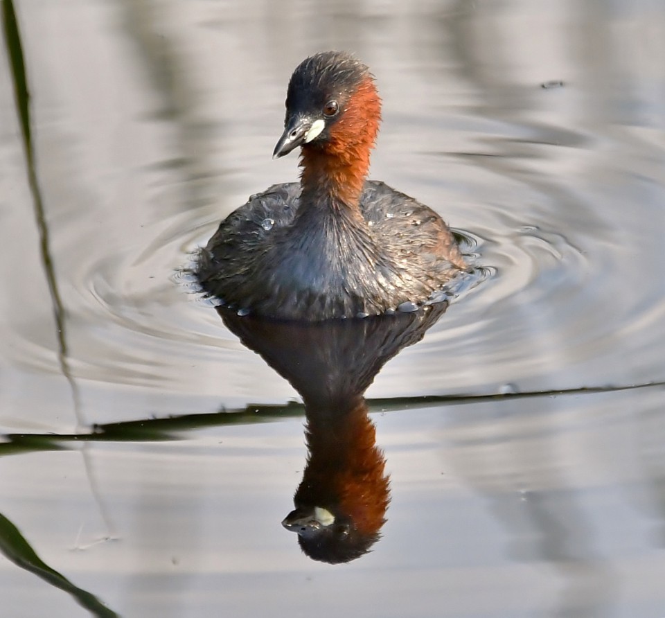 Малая поганка — Tachybaptus ruficollis