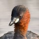 Малая поганка — Tachybaptus ruficollis
