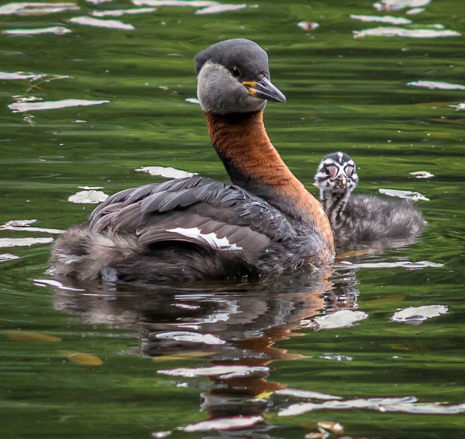 Серощёкая поганка — Podiceps grisegena