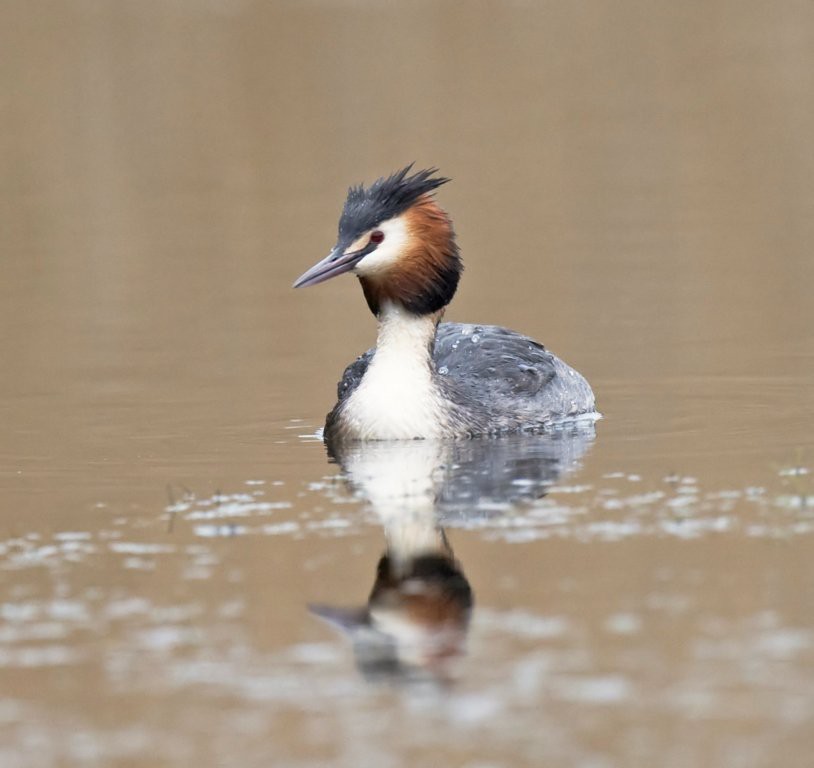 Чомга — Podiceps cristatus
