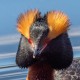 Черношейная поганка — Podiceps nigricollis