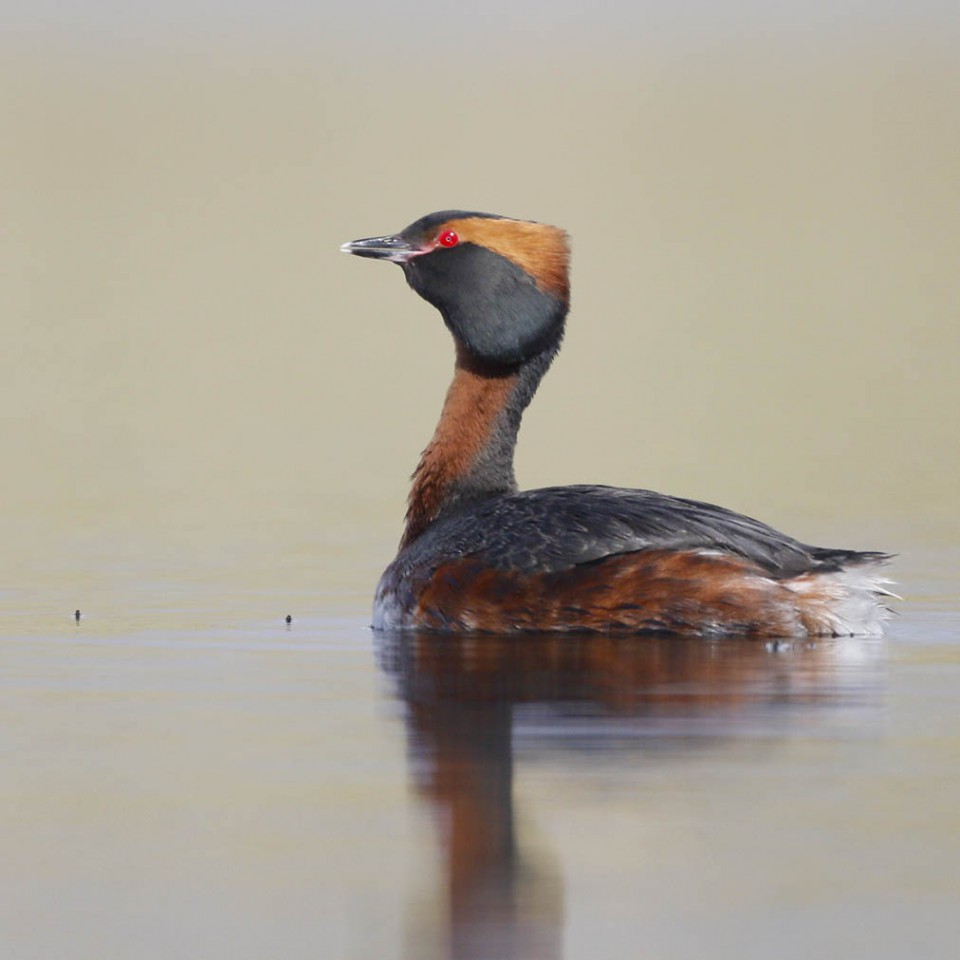 Красношейная поганка — Podiceps auritus