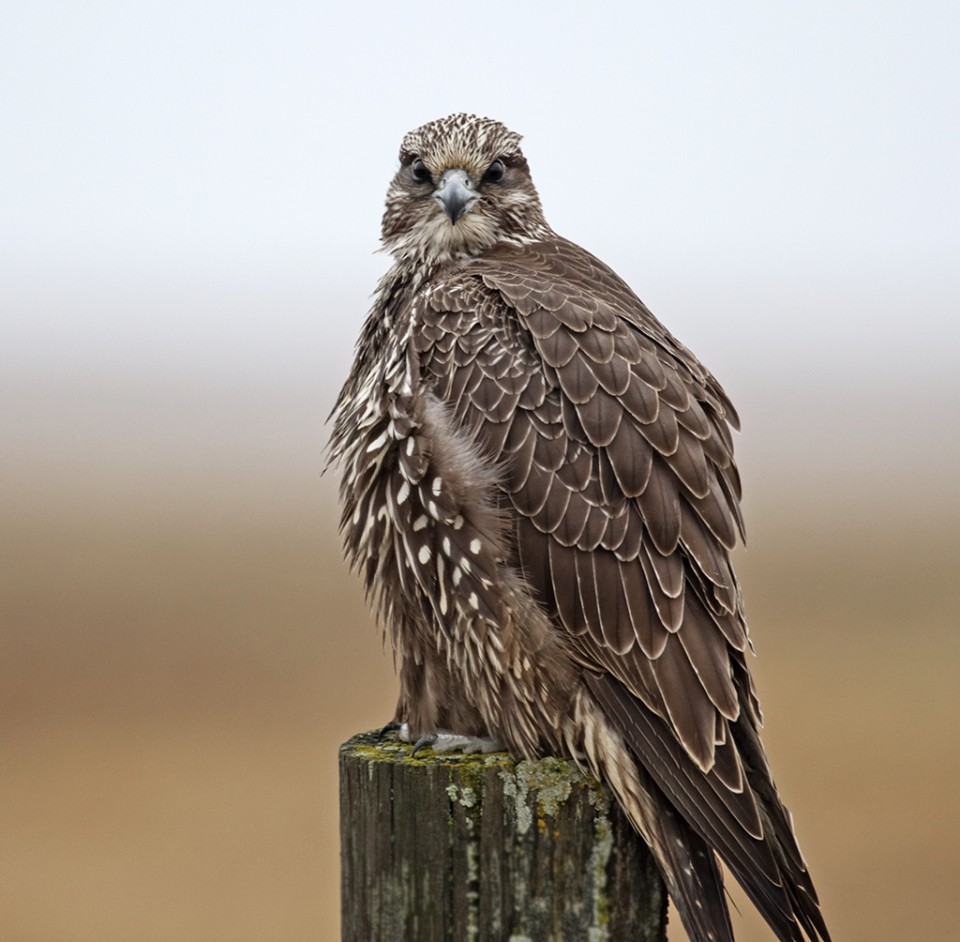 Кречет — Falco rusticolus