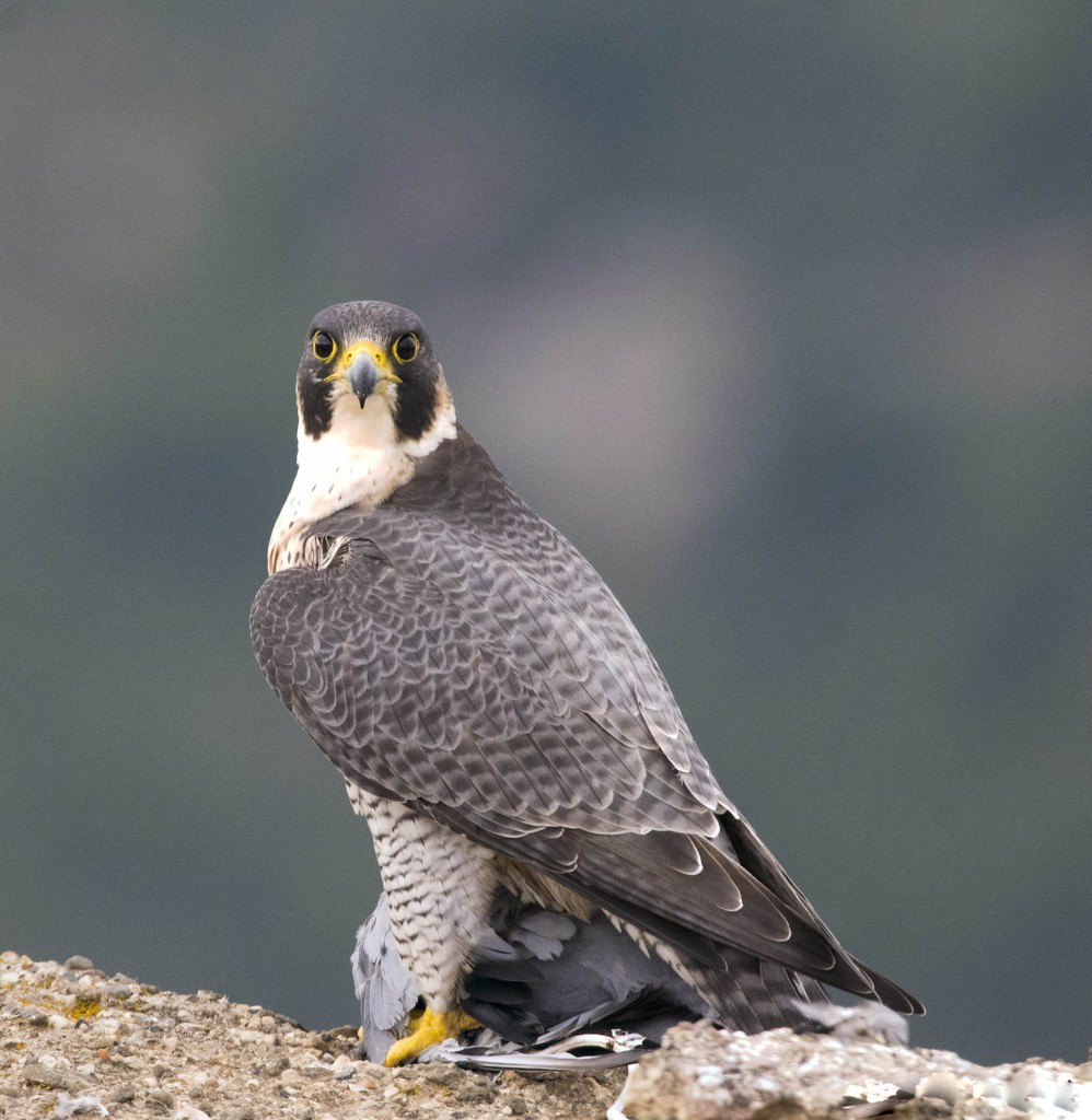 Сапсан — Falco peregrinus