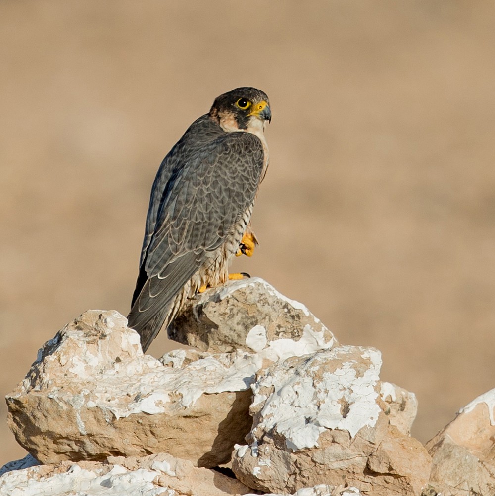 Шахин — Falco pelegrinoides
