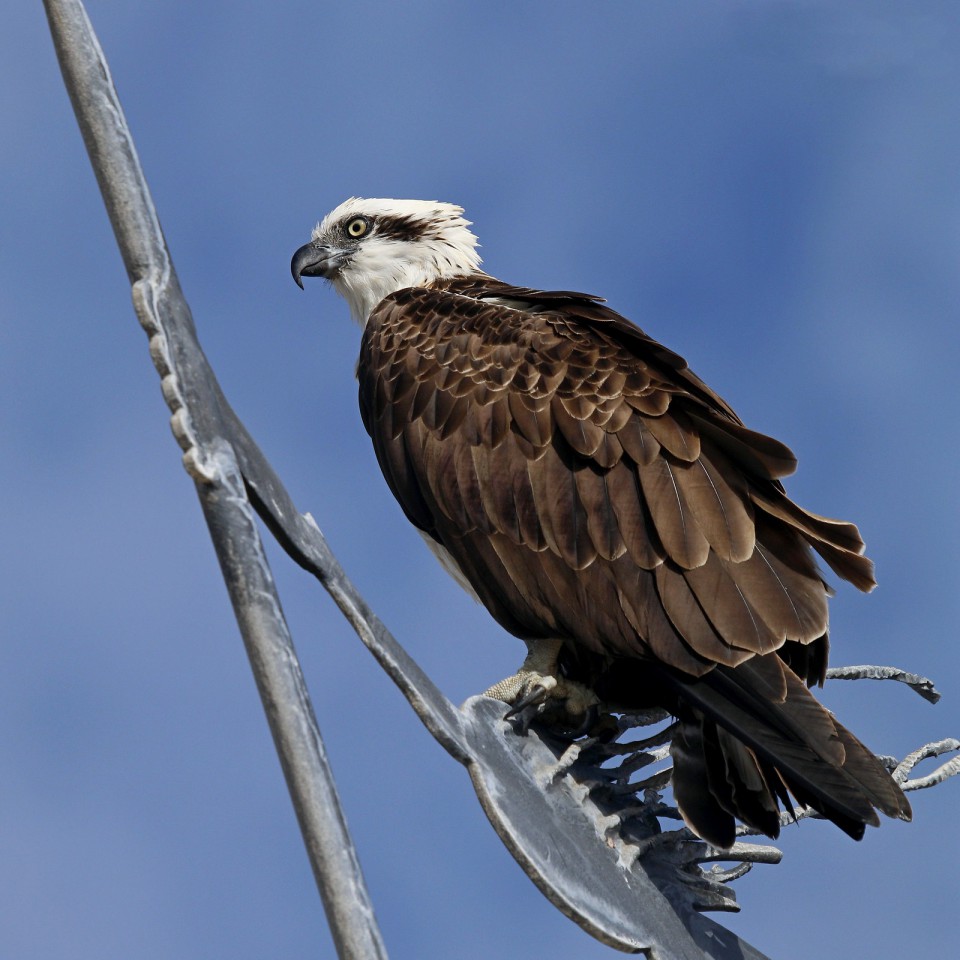 Скопа — Pandion haliaetus