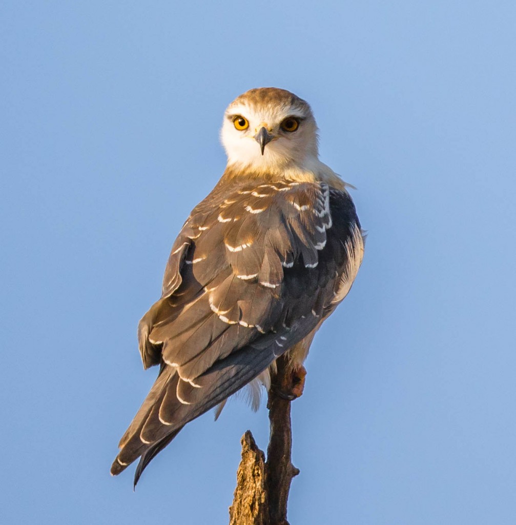 Дымчатый коршун — Elanus caeruleus