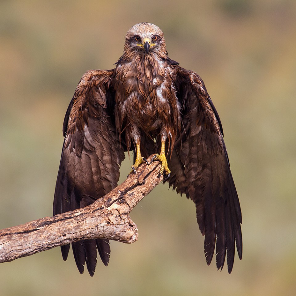 Чёрный коршун — Milvus migrans