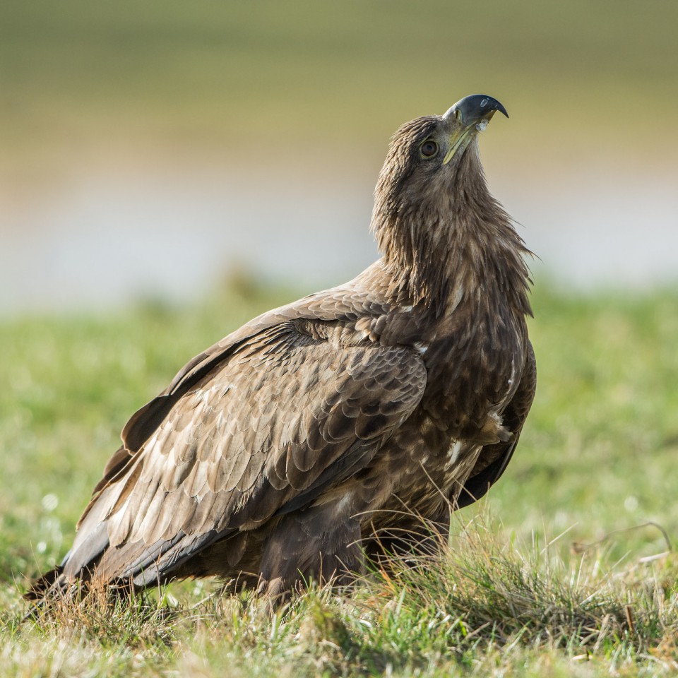 Орлан-белохвост — Haliaeetus albicilla