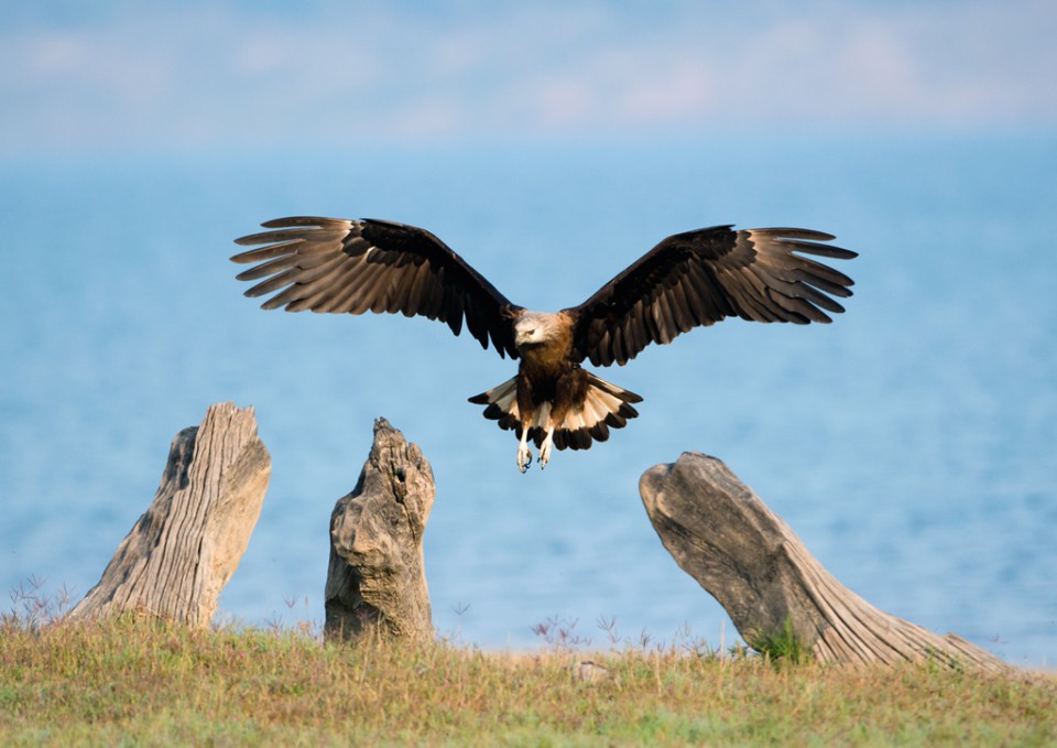 Орлан-долгохвост — Haliaeetus leucoryphus