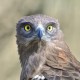 Змееяд — Circaetus gallicus