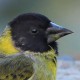 Толстоклювый чиж (Sporagra crassirostris)