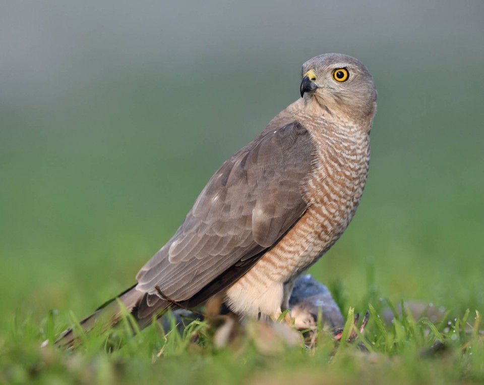 Туркестанский тювик — Accipiter badius