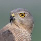 Туркестанский тювик — Accipiter badius
