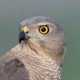 Туркестанский тювик — Accipiter badius