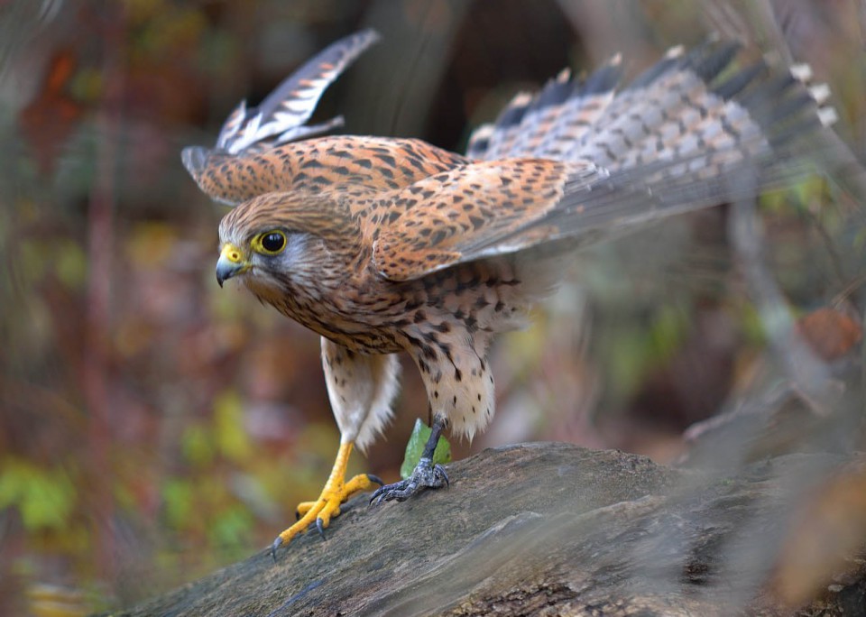 Европейский тювик — Accipiter brevipes