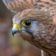 Европейский тювик — Accipiter brevipes