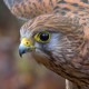 Европейский тювик — Accipiter brevipes