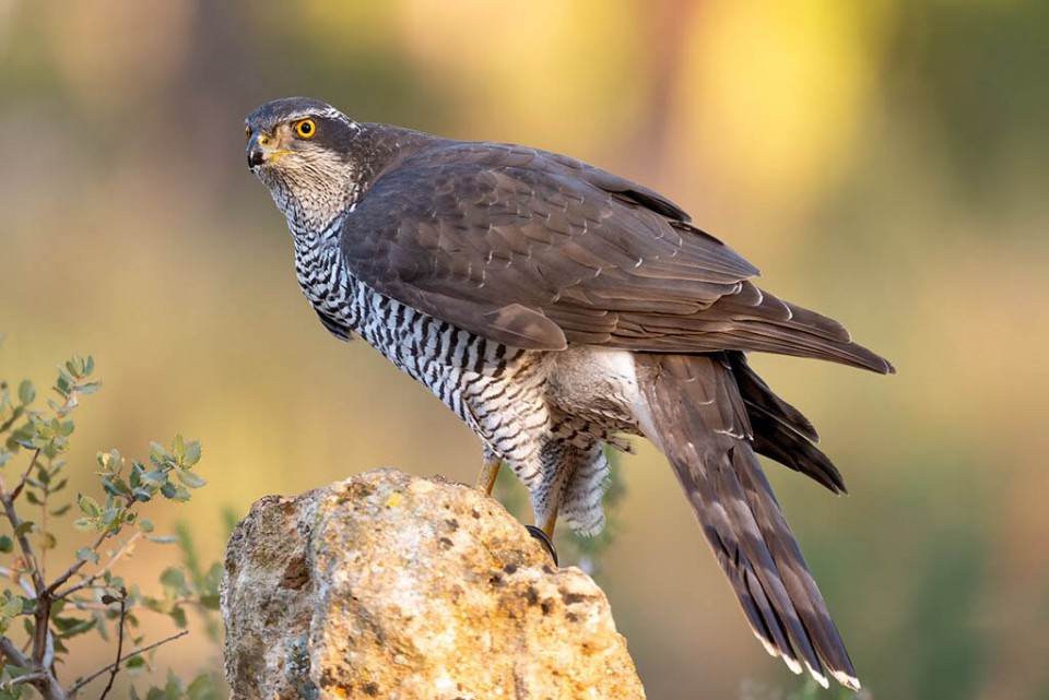 Тетеревятник — Accipiter gentilis