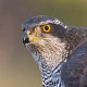 Тетеревятник — Accipiter gentilis