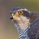 Тетеревятник — Accipiter gentilis