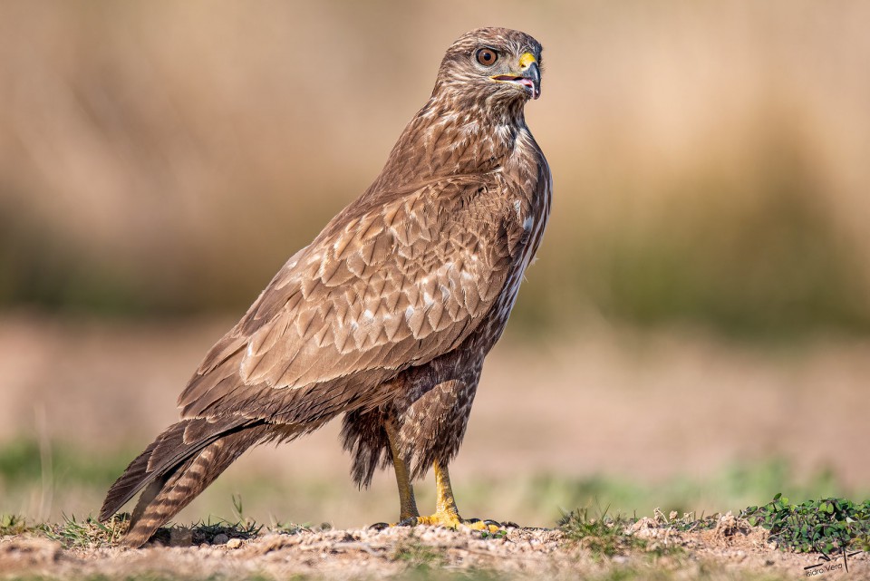 Канюк — Buteo buteo