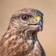Канюк — Buteo buteo