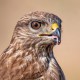 Канюк — Buteo buteo