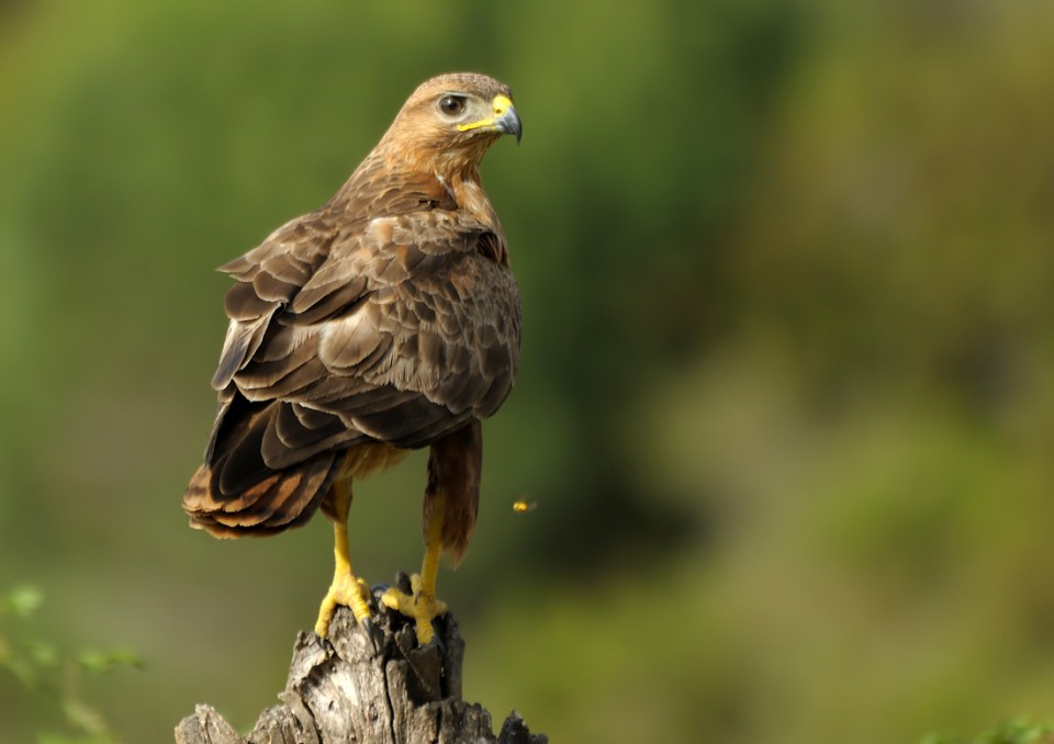 Курганник — Buteo rufinus