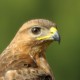 Курганник — Buteo rufinus