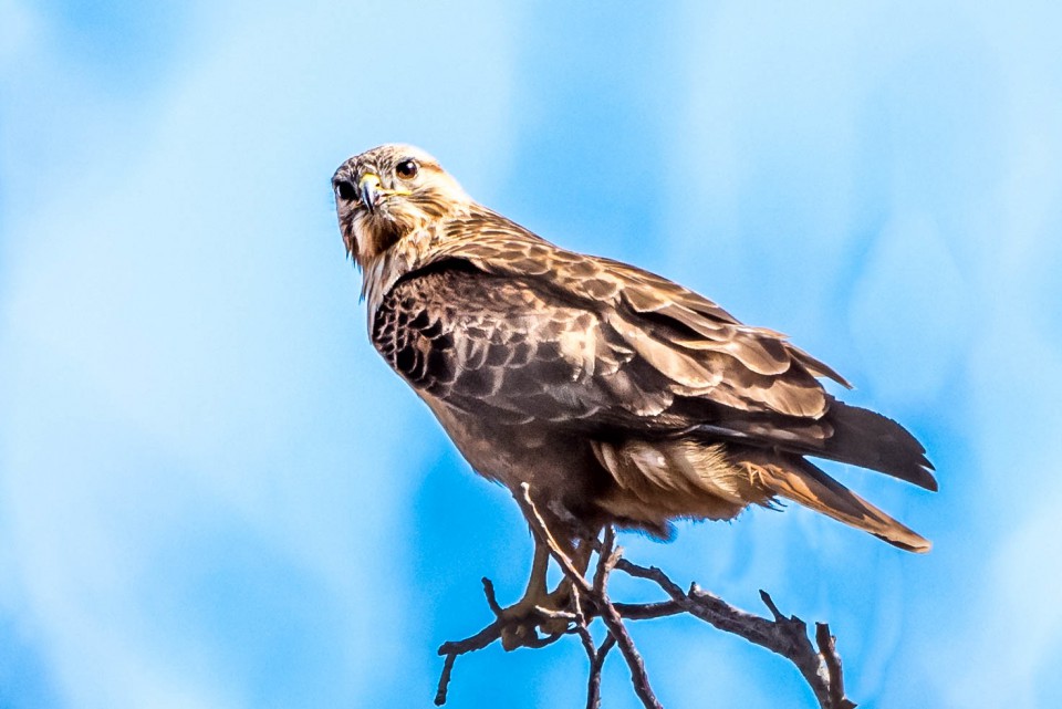 Мохноногий курганник — Buteo hemilasius