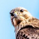 Мохноногий курганник — Buteo hemilasius