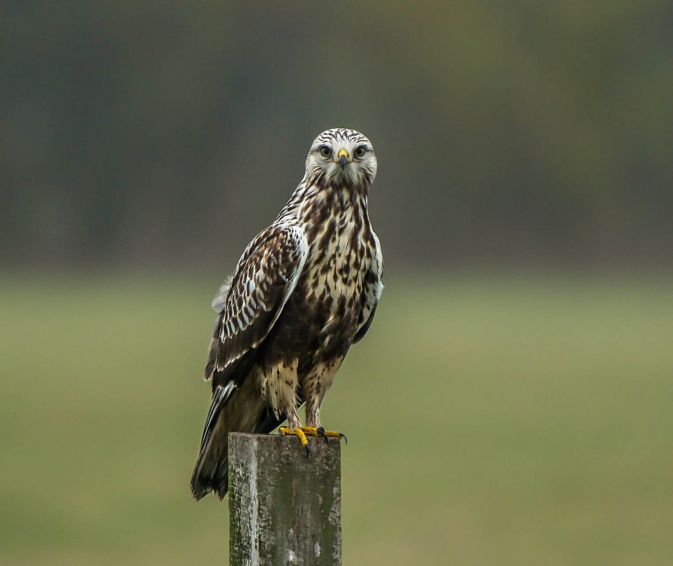 Зимняк — Buteo lagopus