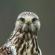Зимняк — Buteo lagopus