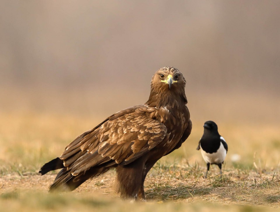 Большой подорлик — Aquila clanga