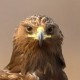 Большой подорлик — Aquila clanga