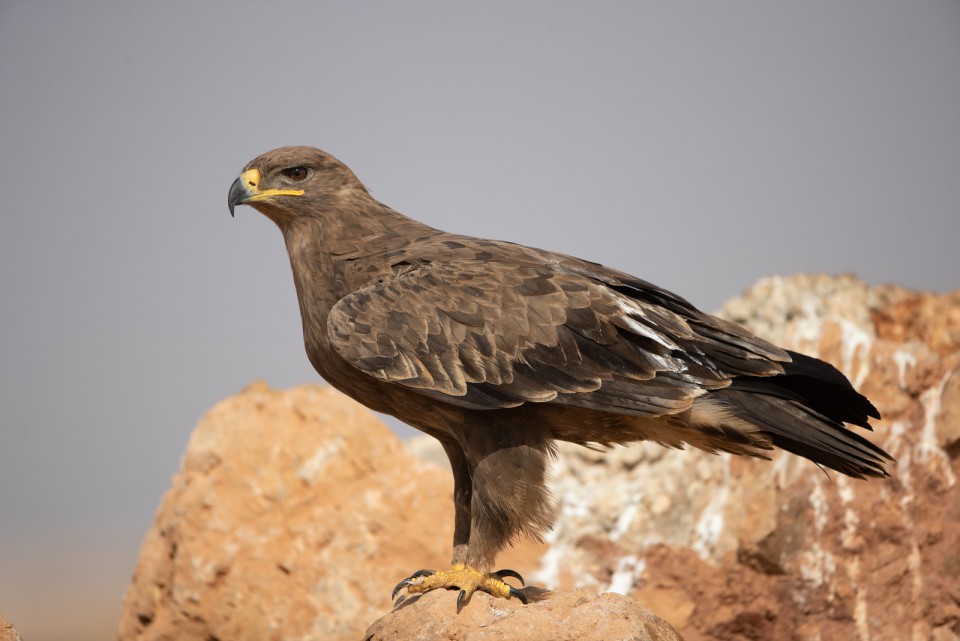 Степной орёл — Aquila nipalensis