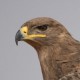 Степной орёл — Aquila nipalensis