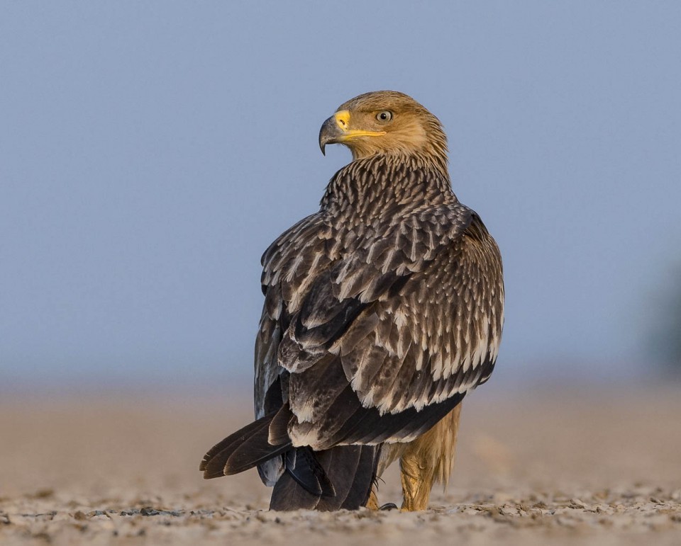 Могильник — Aquila heliaca