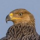 Могильник — Aquila heliaca